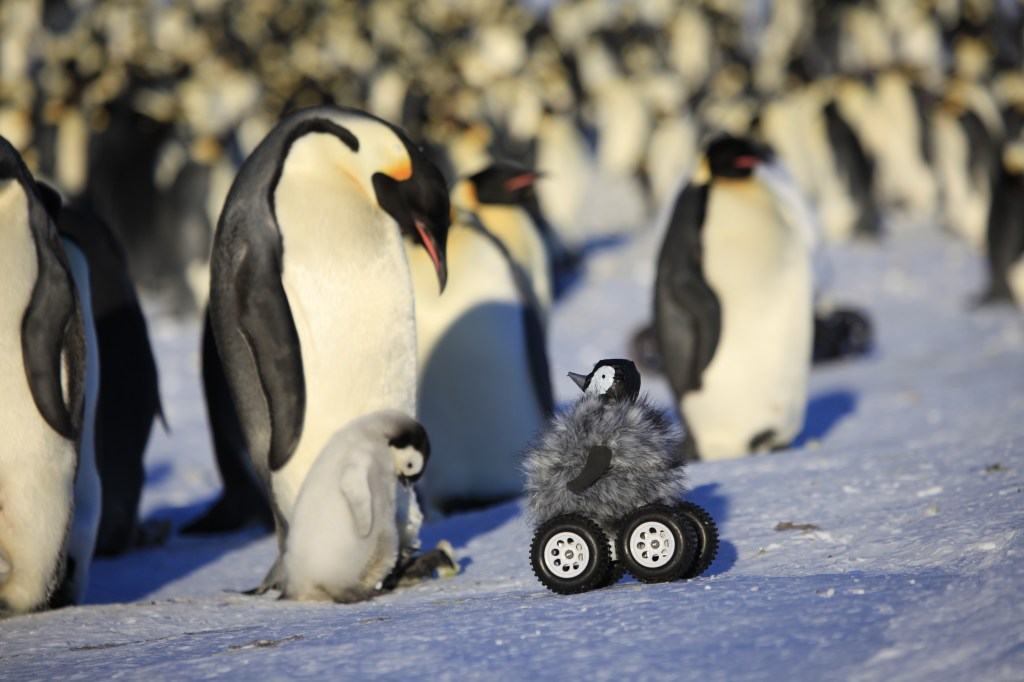 Robô camuflado de pinguim se aproxima de filhote de pinguim-rei