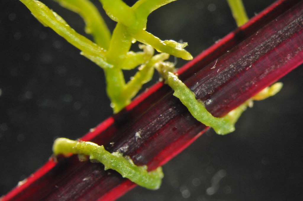 A parasita cuscuta ataca uma planta hospedeira