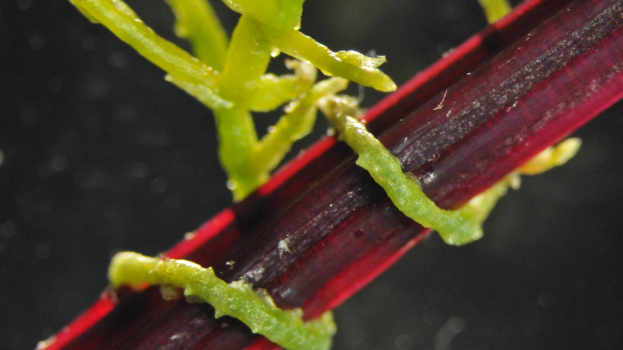 A parasita cuscuta ataca uma planta hospedeira