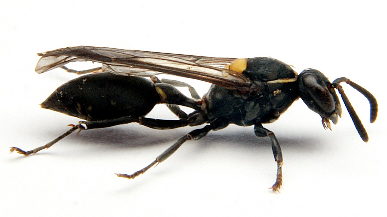 A vespa 'Polybia paulista', conhecida como "paulistinha". Ela fabrica uma toxina que pode inspirar uma nova classe de medicamentos contra o câncer