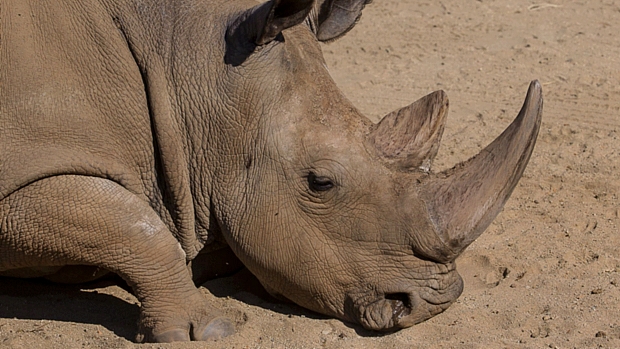 O rinoceronto branco do norte Angalifu, um dos últimos de sua espécie