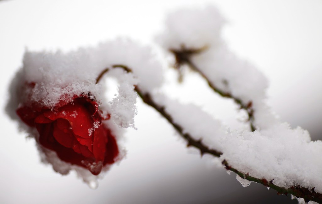 Uma rosa coberta de neve na Alemanha, em 27 de dezembro de 2014