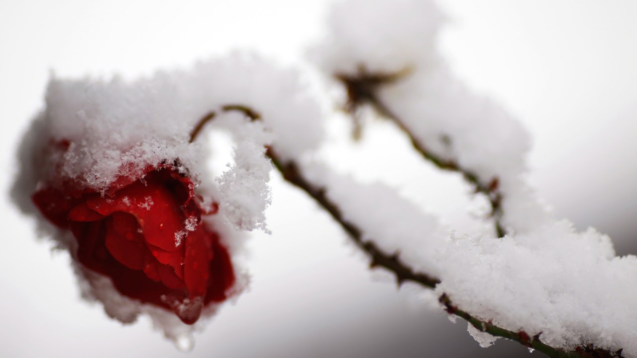 Uma rosa coberta de neve na Alemanha, em 27 de dezembro de 2014