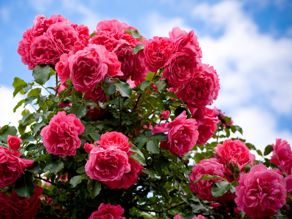 Enzima descoberta pelos cientistas pode ser chave para fixar, melhorar ou reintroduzir o perfume nas pétalas das rosas