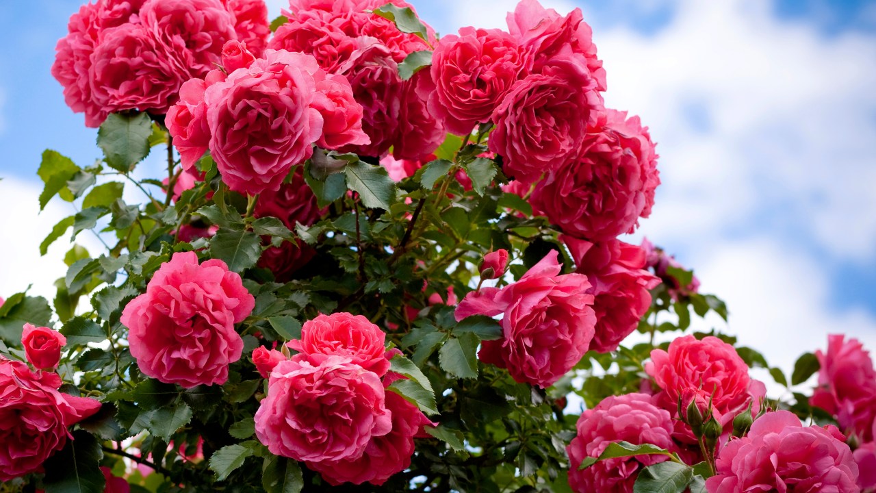 Enzima descoberta pelos cientistas pode ser chave para fixar, melhorar ou reintroduzir o perfume nas pétalas das rosas