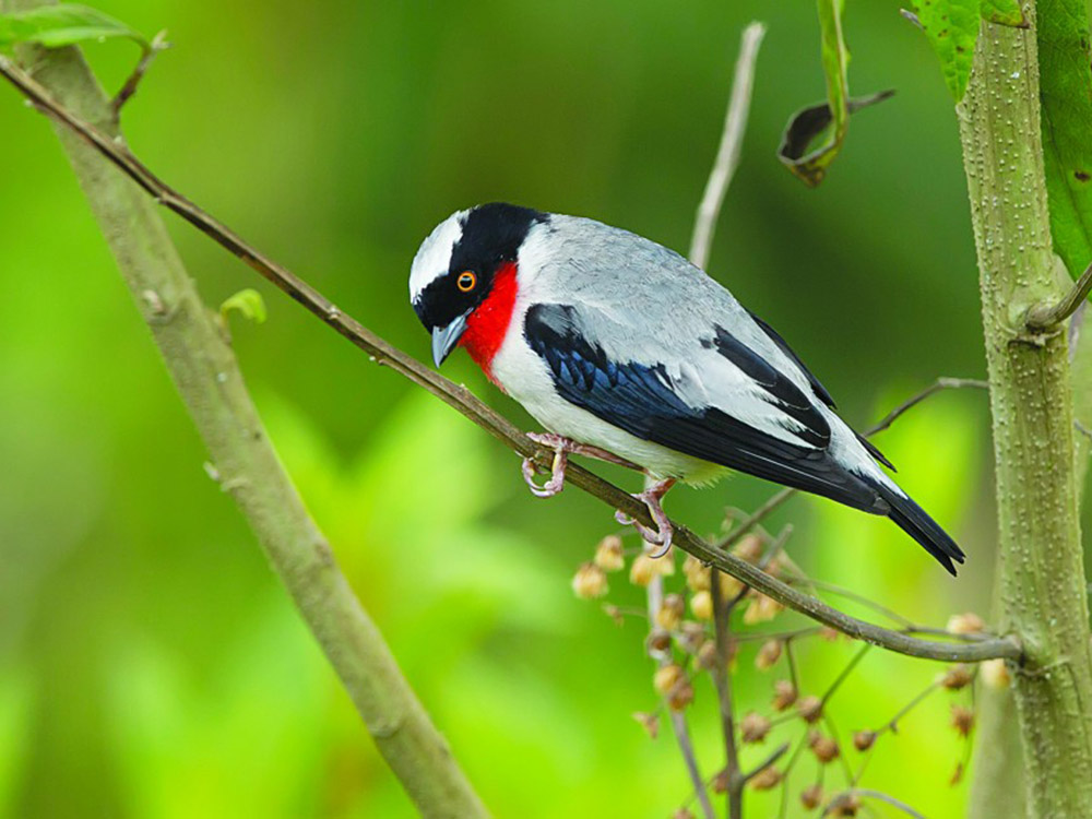 Saíra apunhalada: só restam 50 aves da espécie, ilhadas na região serrada capixaba