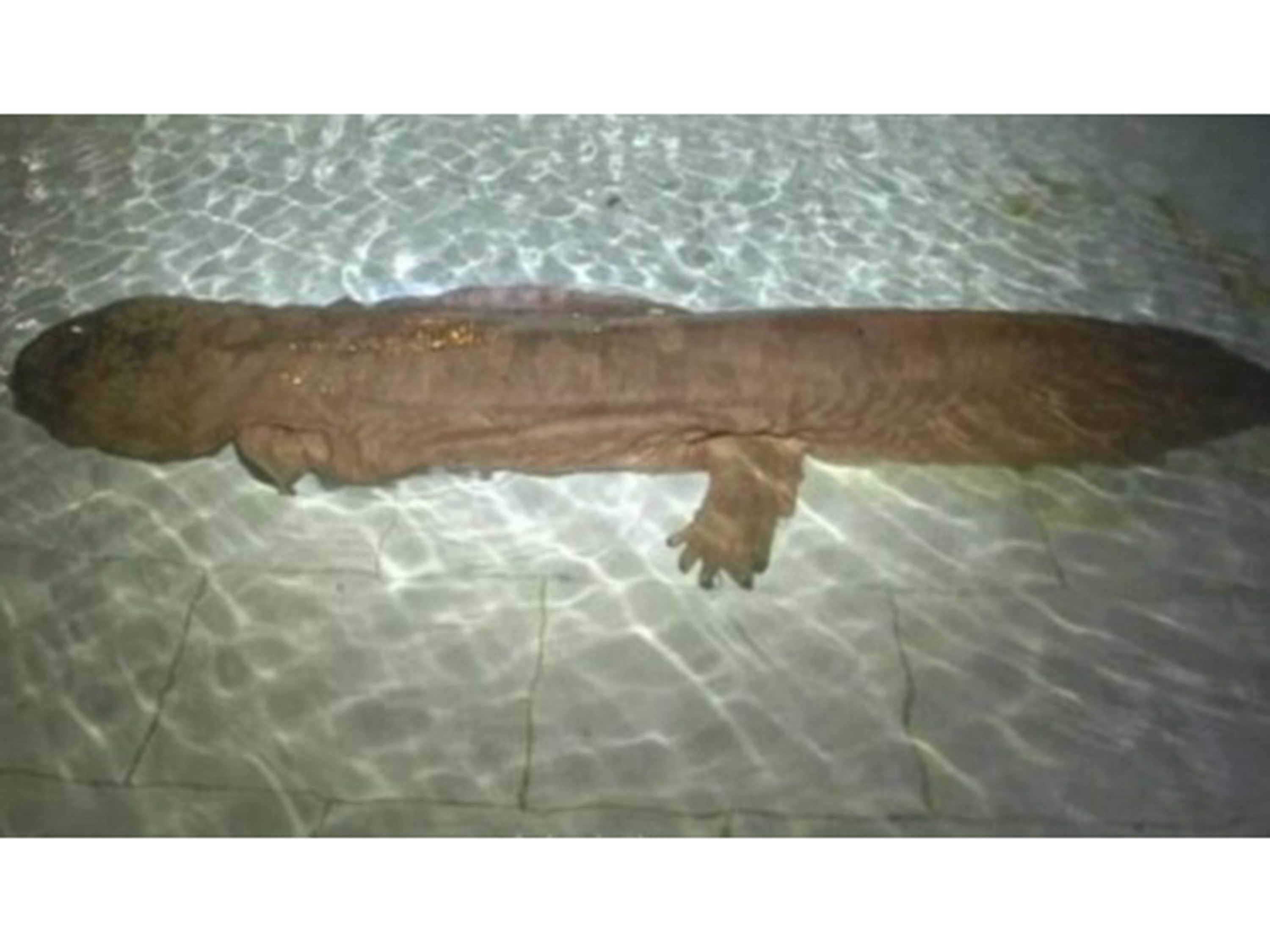 Salamandra gigante