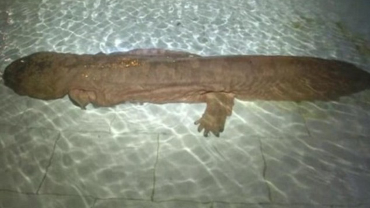 Salamandra gigante