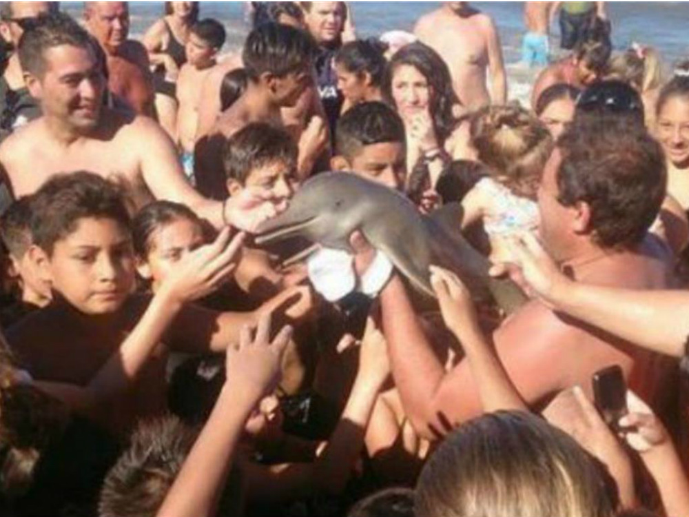Banhistas tiraram um jovem golfinho da água para tirar fotos e o mataram