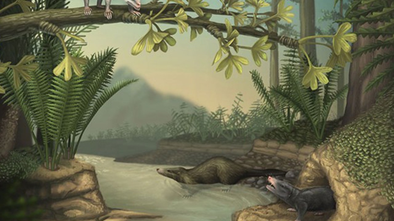 Reconstituição do estilo de vida e habitat do ‘Agilodocodon’ (no topo à esquerda) e do ‘Docofossor’ (abaixo, à direita)