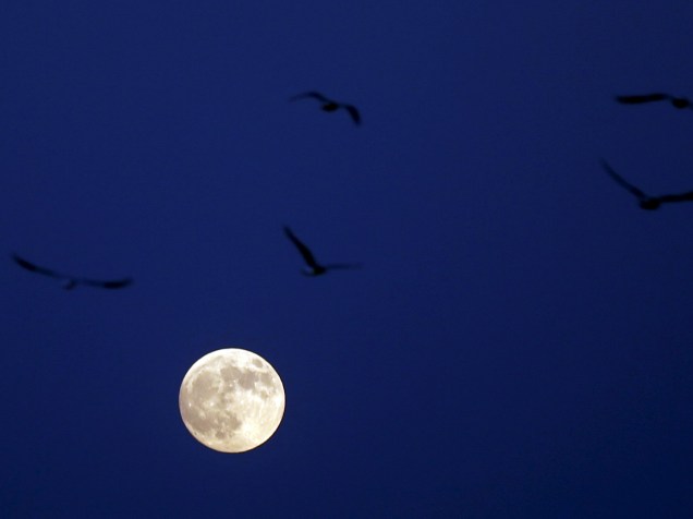 <p>Pássaro voa em frente à superlua em Cairo, Egito. Eclipse total e superlua acontecem na noite deste domingo (27), causando o fenômeno da Lua vermelha</p>