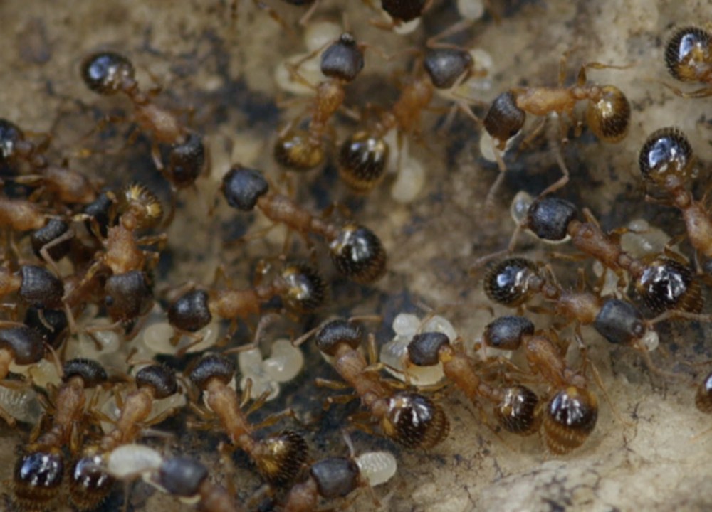 A pesquisa revelou a existência de uma “classe” de formigas “especializada em ficar sem trabalhar”, correspondente a 25,1% dos insetos.