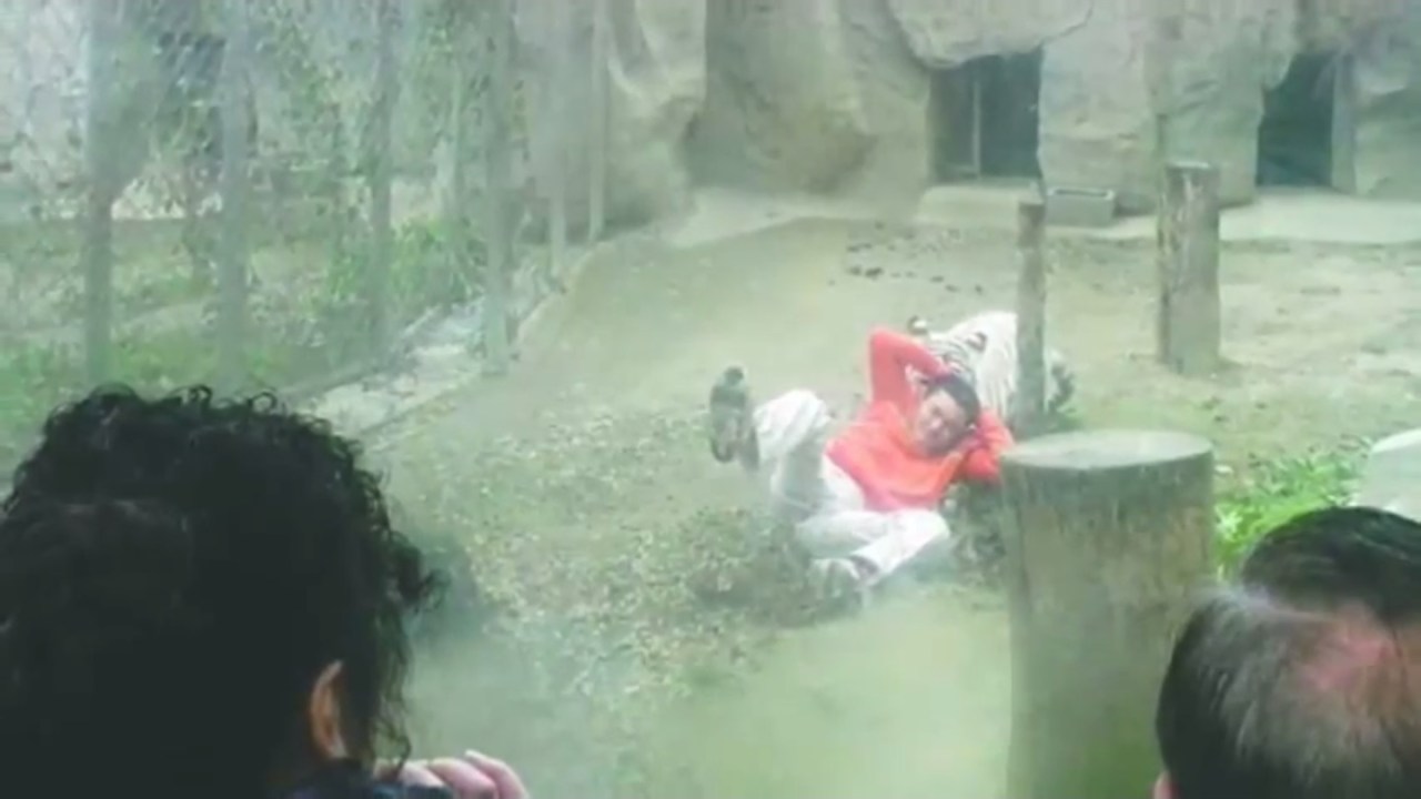 Tigre branco ataca um jovem, em zoológico na Índia