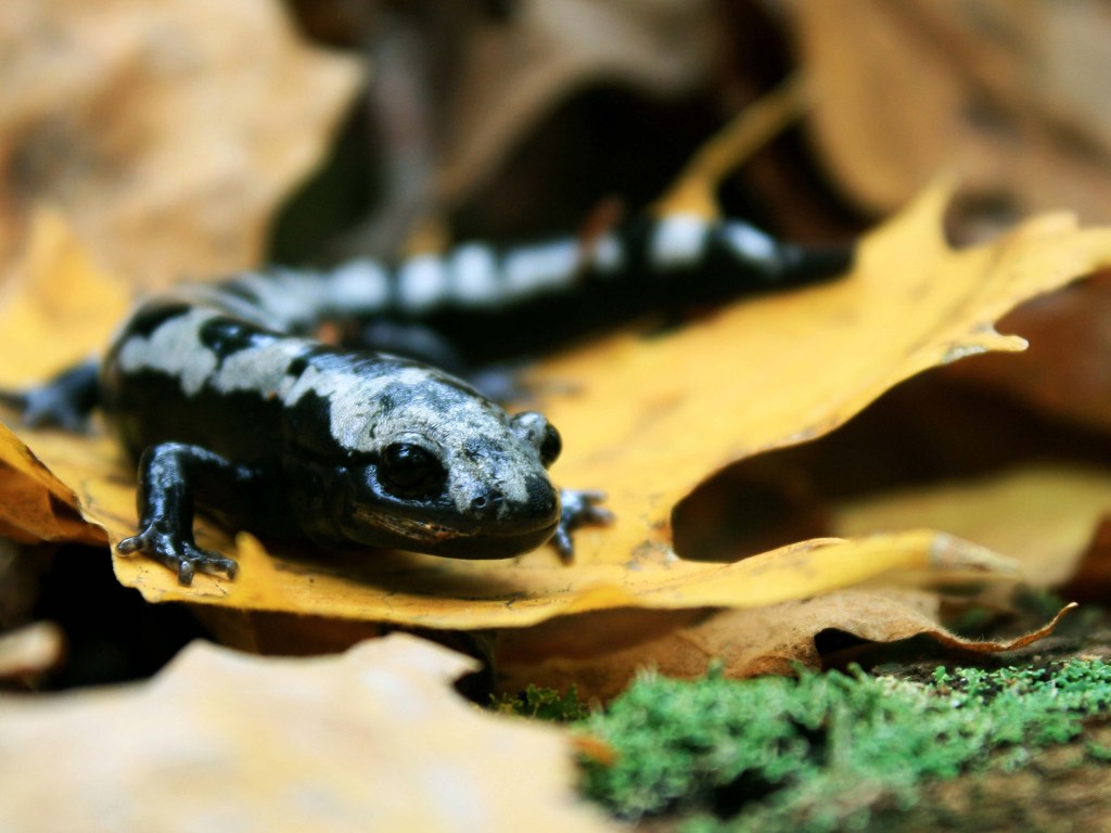 Devido às mudanças climáticas, a salamandra Ambystoma opacum começou a a migrar para territórios mais frios durante o inverno, em busca de menores temperaturas