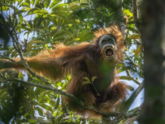 Orangotango-de-sumatra, ameaça homem na floresta de Batang Toru, em província no norte de Sumatra, na Indonésia. Foto vencedora na categoria Natureza