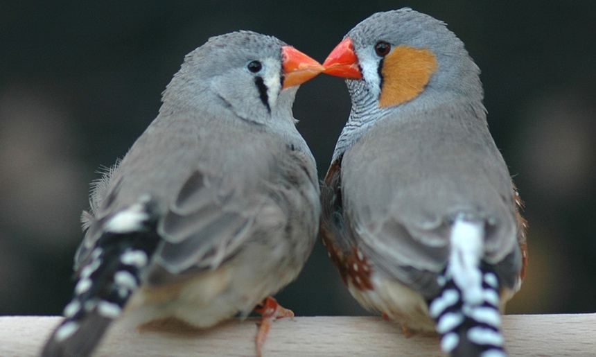 Casal de pássaros conhecidos como mandarim ('Taeniopygia guttata'), que divide algumas características com os humanos, como escolher aleatoriamente os parceiros e estabelecer pares monogâmicos