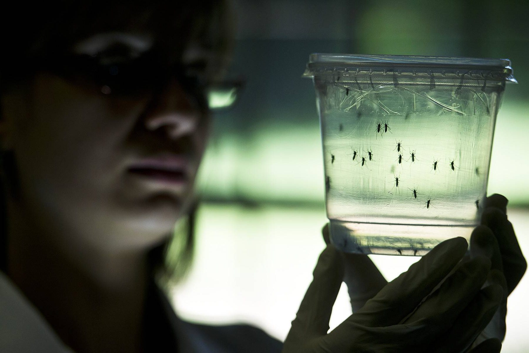 Mosquito Aedes aegypti, transmissor da dengue, da febre chikungunya e do zika