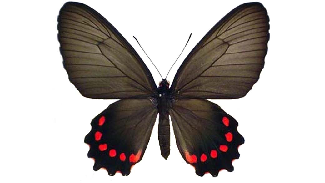 Borboleta Parides burchellanus