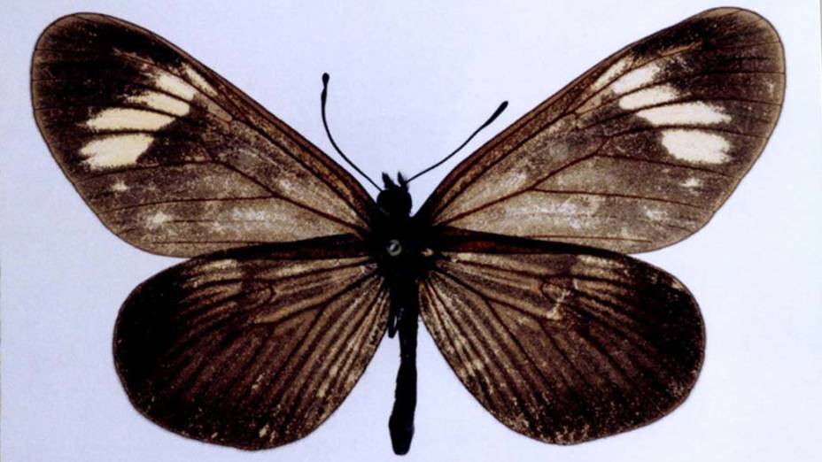 Borboleta Actinote zikani