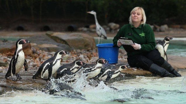 <p>Tratadora ao lado de pinguins durante a pesagem anual no Zoológico de Londres</p>