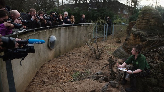 <p>Tratador ao lado de suricatos durante a pesagem anual no Zoológico de Londres</p>