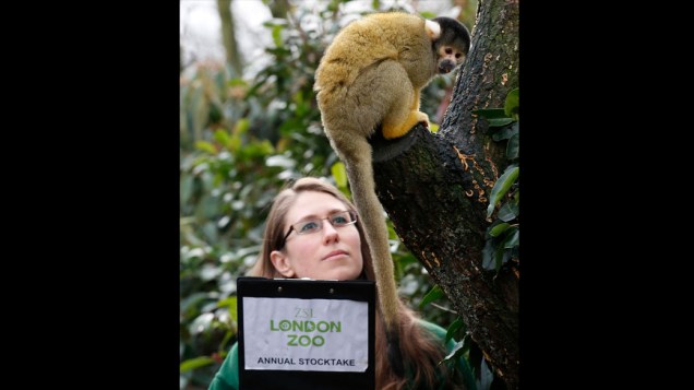 <p>Tratador ao lado de macaco-esquilo durante a pesagem anual no Zoológico de Londres</p>