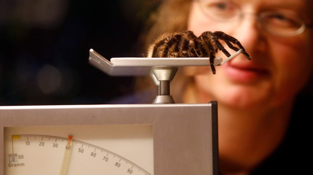 <p>Aranha na balança durante pesagem no Zoológico de Hellabrunn em Munique</p>