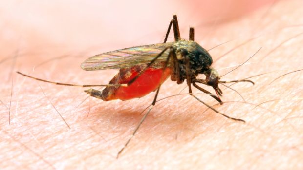 Fêmea do mosquito do gênero Anopheles