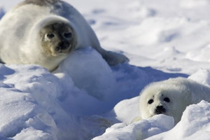 Animais polares sofrem com o aquecimento global