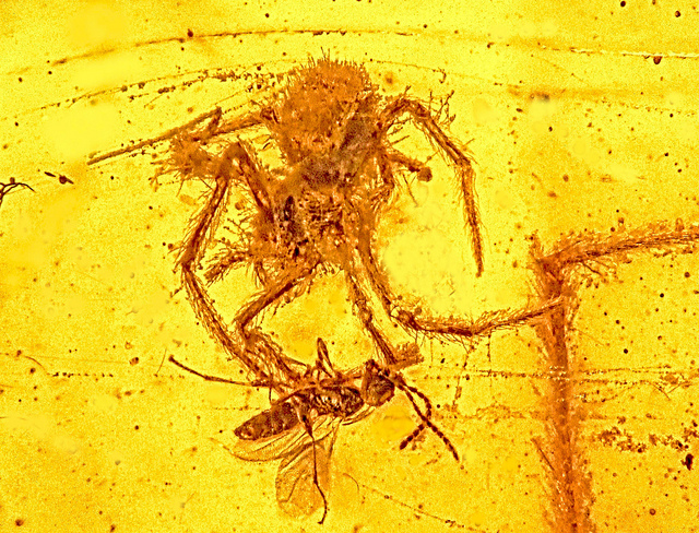 aranha fóssil âmbar