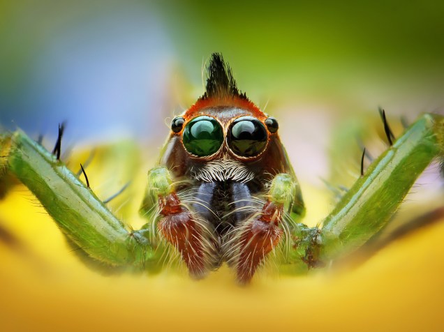 <p>Existem mais de 5.000 aranhas saltadoras, como a da foto, representando a maior parte das famílias das aranhas. Elas estão em todas as partes do mundo e podem ser encontradas até no Monte Everest, na Cordilheira do Himalaia</p>