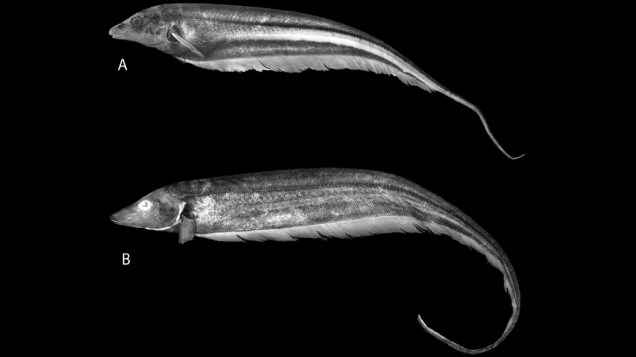 <p>O peixe elétrico Archolaemus ferrerai foi encontrado no Rio Mucajaí, em Roraima. Recém-descoberto, o animal já está ameaçado — esse peixe ocorre exclusivamente em cachoeiras ou corredeiras, alvos centrais das usinas hidrelétricas</p>
