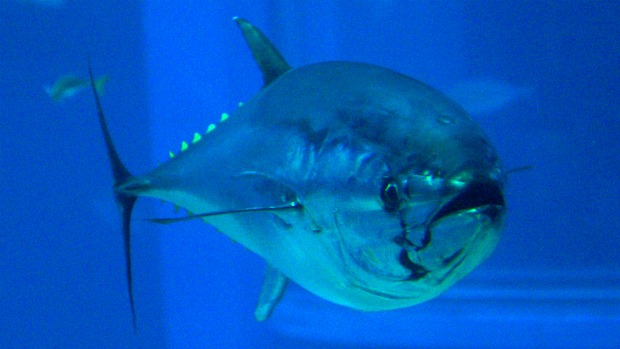 O estudo mostrou que atuns transportaram radiação derivada do acidente no Japão por todo o Pacífico Norte