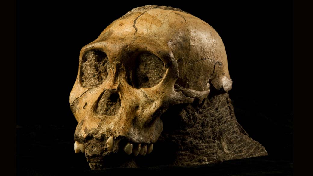 Pesquisa analisou tártaro na arcada dentária do 'Australopithecus sediba' e encontrou vestígios de cascas de árvore. Dieta assemelha-se à dos chimpanzés da savana africana