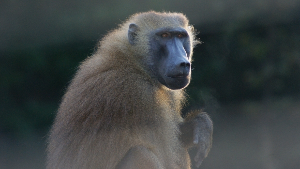 Pesquisadores mostram que sexo pode ter uma importância bem maior do que se imaginava entre fêmeas de babuínos