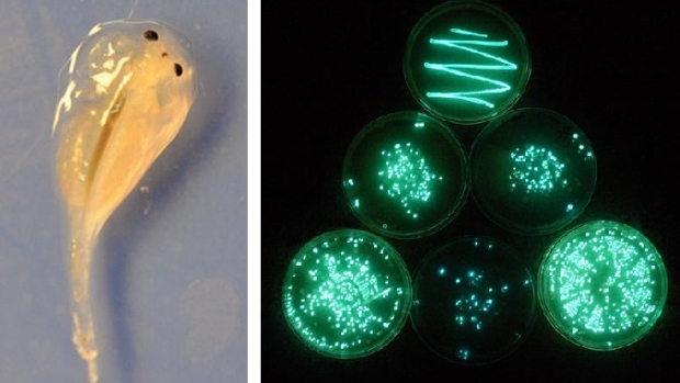 Zooplâncton após ingerir bactérias marinhas luminosas e, à direita, as bactérias dispostas em recipiente de laboratório