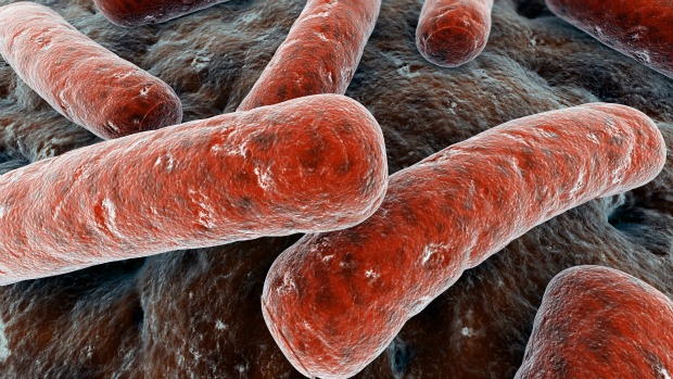 Infecção bacteriana: a proteína calpaína, envolvida no processo de infecção, pode ser a solução para tratamentos sem uso de antibióticos