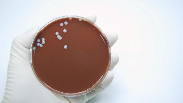 Superbactéria é resistente a antibióticos