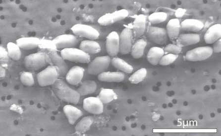 Colônia de bactérias GFAJ-1 em um ambiente rico em arsênio