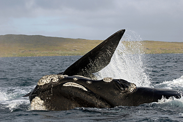 Baleias-francas estão voltando para a Nova Zelândia mais de um século depois da caça indiscriminada na região