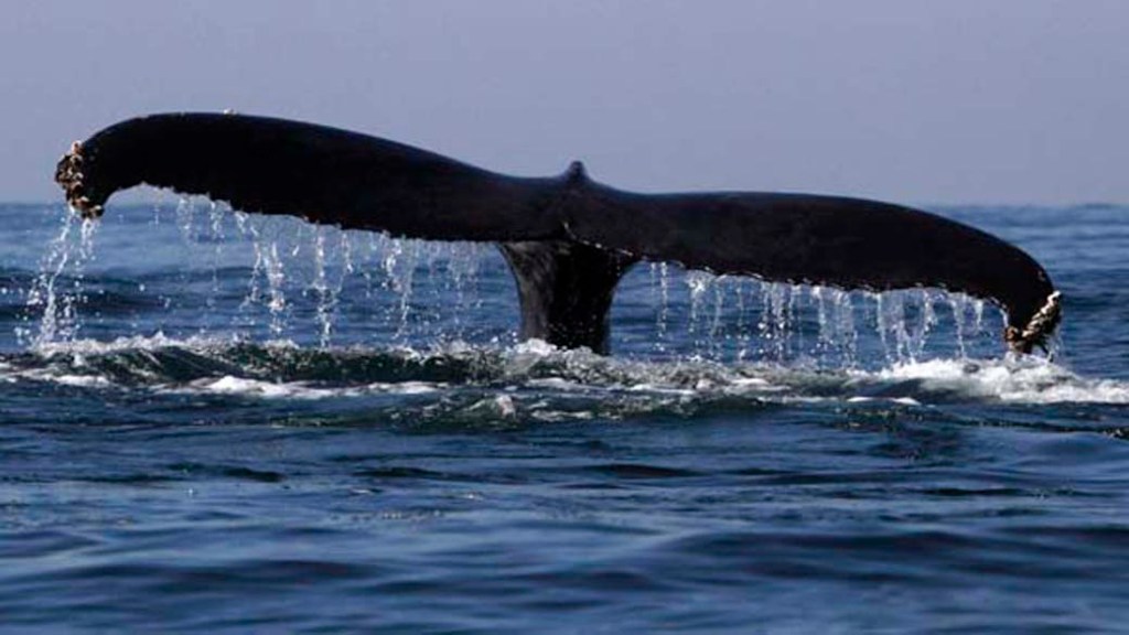 Baleia, um dos 26% dos mamíferos ameaçados de extinção no planeta