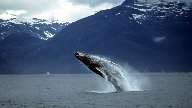 Japão alega fins científicos para caçar baleias
