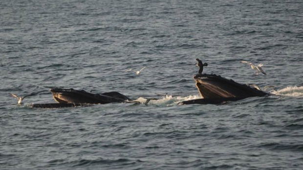 Baleias jubartes enquanto se alimentam