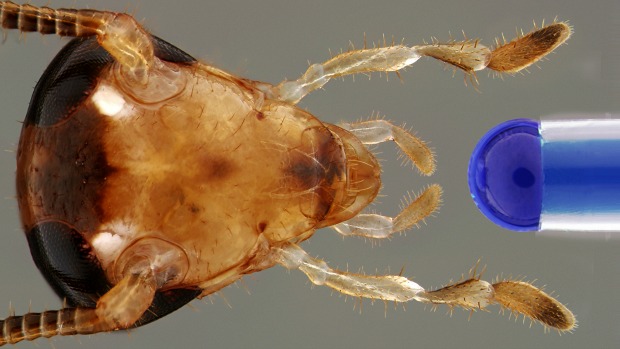 Imagem mostra cabeça de uma barata-germânica. Cada apêndice contém diversos pelos sensoriais, alguns dos quais têm função na gustação