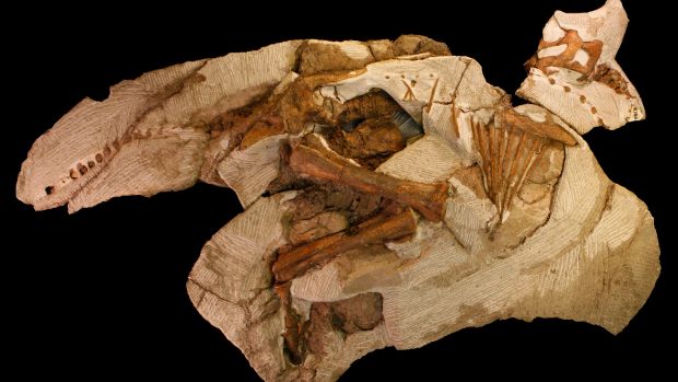 Fóssil: encontrado no estado americano de Utah, o filhote de dinossauro teria menos de um ano e 1,8 metro de comprimento