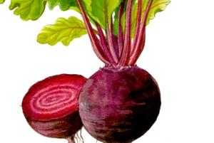 beterraba12.jpg