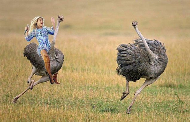 Beyoncé foi incluída em uma corrida de avestruzes