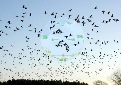 Pássaros têm 'visor' de campo magnético, diz estudo | VEJA