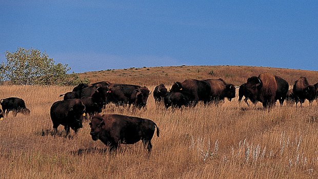 Bisão é peça-chave no ecossistema de pastagens: sua influência no meio ambiente é muito maior do que o tamanho das manadas pode sugerir