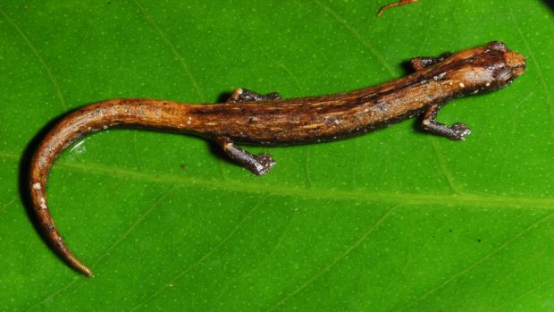 <p>A Bolitoglossa tapajonica é uma salamandra, animais que formam um grupo de anfíbios bem diversificado no hemisfério norte, mas pouco presente no hemisfério sul. Até recentemente, sabia-se de apenas uma espécie na Amazônia brasileira</p>